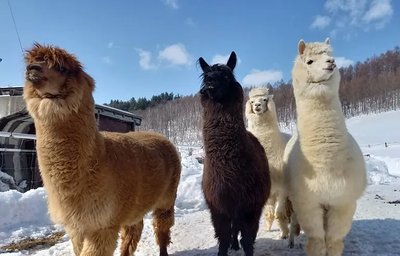🦙 비바 알파카 목장(비바 아루파카 보쿠조) 이미지 2